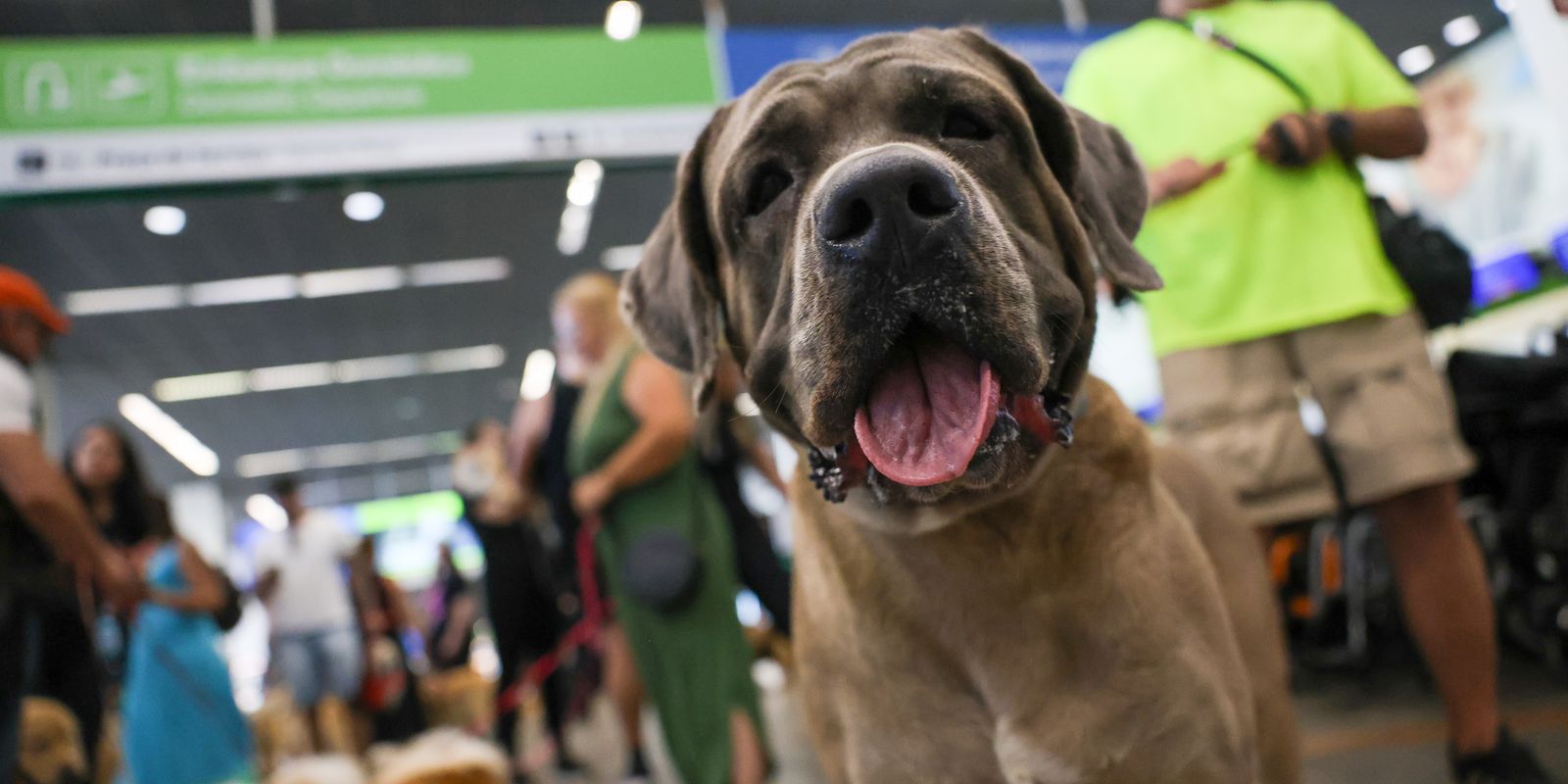 Companhias aéreas podem negar embarque de animais de suporte emocional